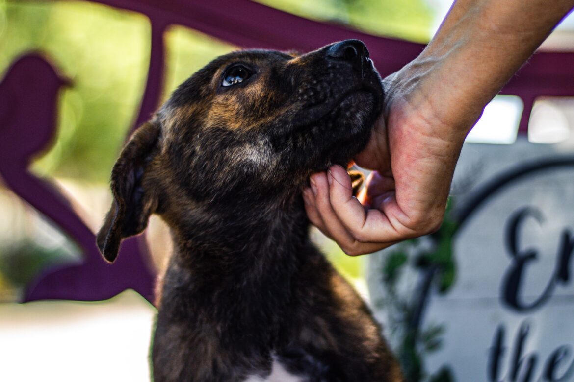9 Ways to Support Animal Shelters and Why It’s Important