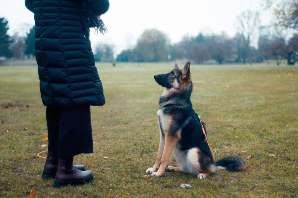 German Shepherd training.