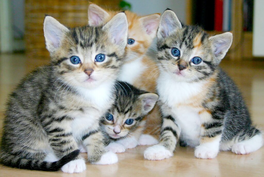 Kittens.