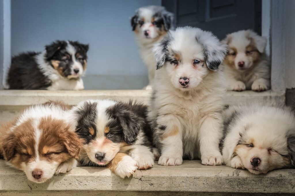 Litter of puppies.
