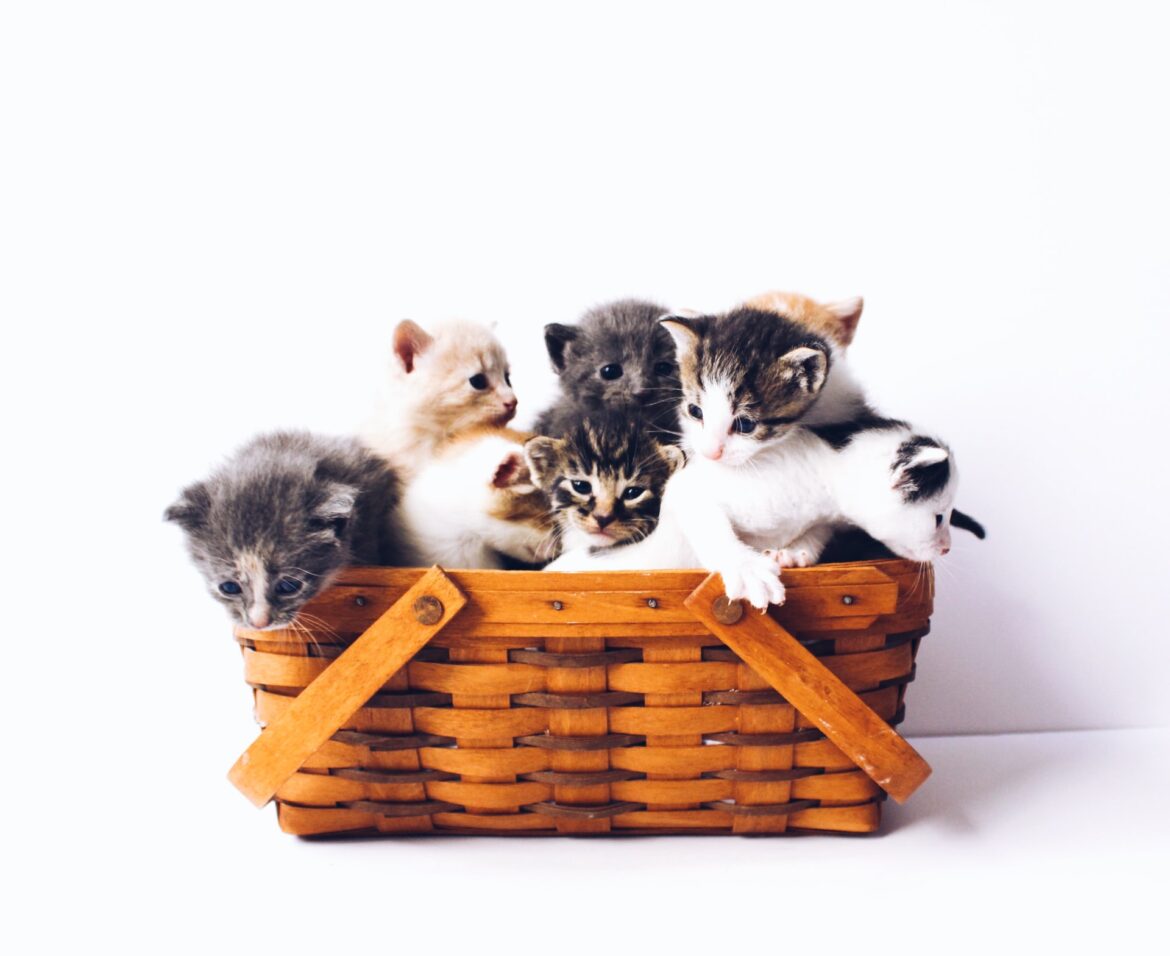 The Importance of Spaying Your Pets: Why You Should Neuter Your Animal Companions